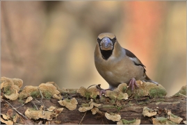 <p>DLASK TLUSTOZOBÝ (Coccothraustes coccothraustes) Šluknovsko - Jiříkov ---- /Hawfinch - Kernbeißer/</p>